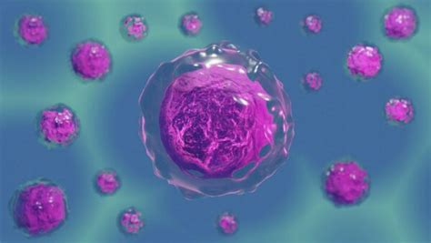 Pourquoi les lymphocytes baissent Fitostic com