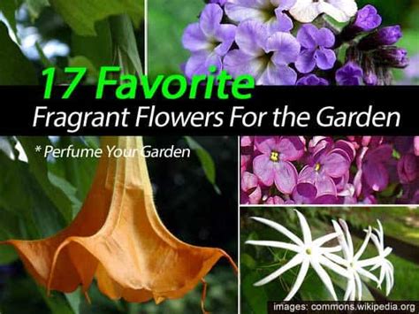 21 Favorite Fragrant Flowers For The Garden Hagearbeider