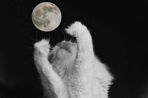Cat On The Moon Flickr Moon Cats Ive Got This