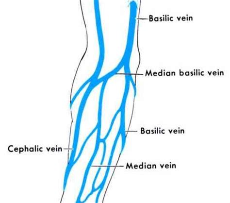 Arm Vein Anatomy