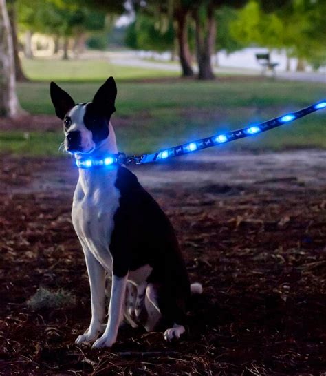 12 Innovative And Clever Dog Leashes