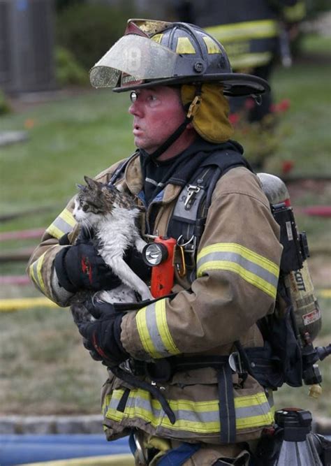 Firefighters Rescue Cat From Devastating Fire Cat Rescue Cat Safe