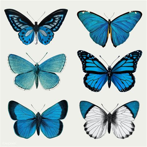 Wallpaper butterfly blue and pink. 🖤 Blue Butterfly Aesthetic Pictures - 2021