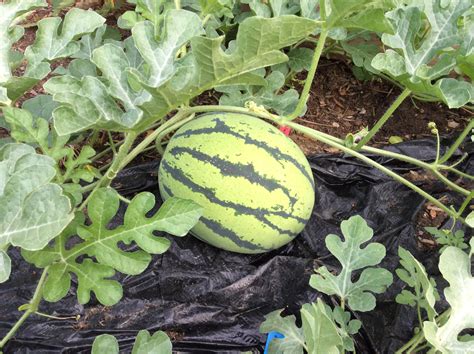 watermelon-growing-and-melon-growing-thread-of-2018-general-fruit-growing-growing-fruit