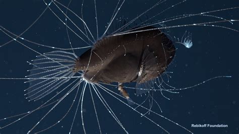 Deep Sea Video Captures The Sexual Hookup Of Anglerfish