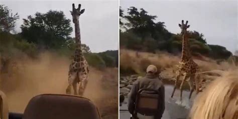 Video Captures Giraffe Chasing Tourists In Kenya Ke
