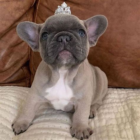 14 Facts About French Bulldogs That Will Make You Smile Petpress