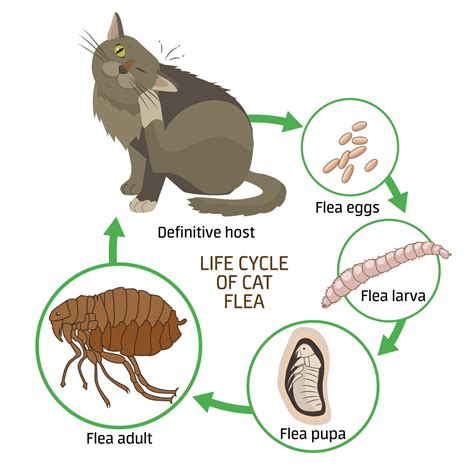 What Attracts Fleas To Humans And Pets Ecoguard