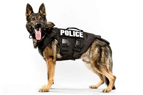 Top 10 Best Police Dog Breeds Best Large Breed Puppy Food Guide