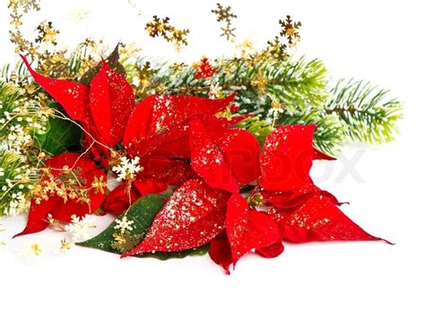 Red Poinsettia Christmas Flower With Golden Decoration Card Concept