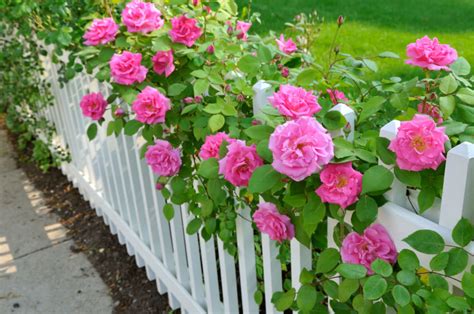 40 Beautiful Garden Fence Ideas ~ All About Garden