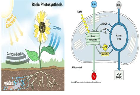 Photosynthesis Is A Chemical Process By Which Plants Takes In Carbon