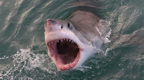 The Most Dangerous Sharks In The World American Oceans