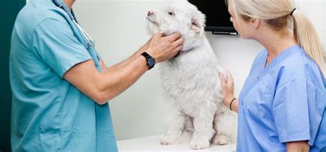 Pet Dermatology Richmond Tx Vet Kindred Care Pet Hospital