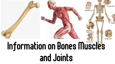 Bones Joints And Muscles Pictures