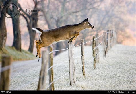 Cool How High Can Deer Jump Over A Fence 2022