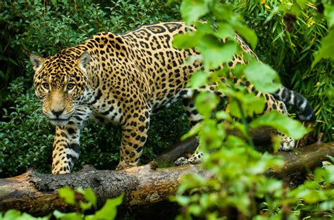 Animals belonging to the tropical rainforest biome go in this category. Petition - Jaguars or cattle? Hands off the Los Chimalapas ...