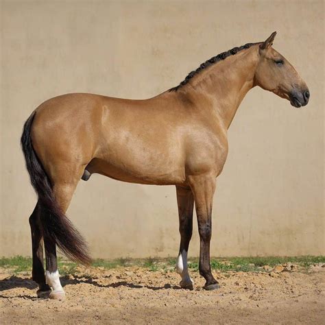 The Lusitano Ancient And Majestic Portuguese Horse Seriously Equestrian
