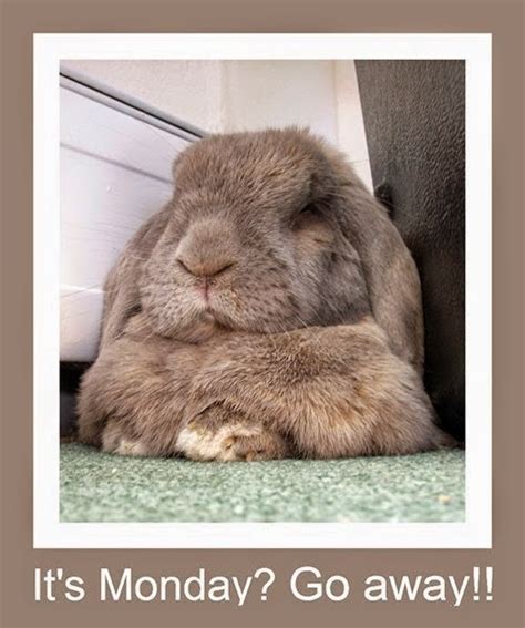 Rabbit Ramblings Funny Bunny Memes