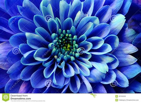 Macro Of Blue Flower Aster Stock Image Image Of Blue