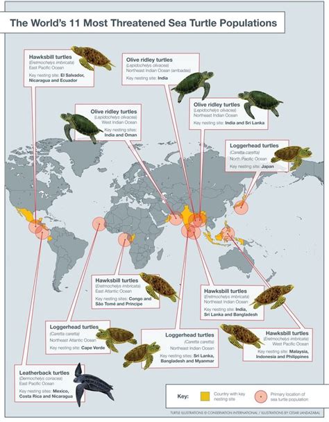 The Worlds 11 Most Threatened Sea Turtle Populations Sea Turtle