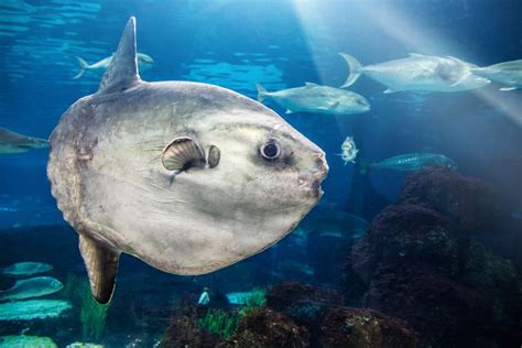 10 Of The Largest Living Creatures In The Sea