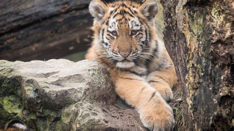 Wallpaper Animals Nature Tiger Wildlife Big Cats Zoo Whiskers