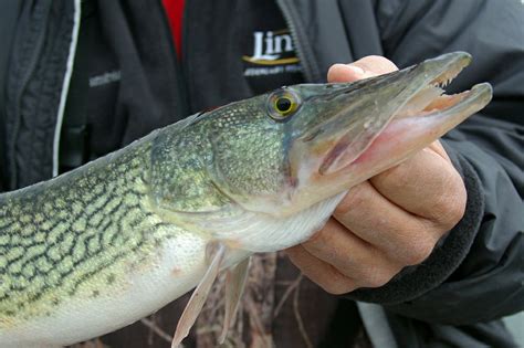 Pickerels Offer Hot Bite On Cold Winter Days