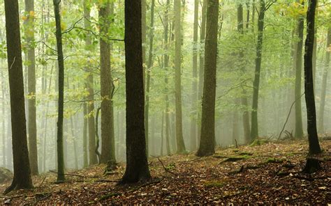 High Resolution Image Of Forest Photo Of Fog Nature Imagebankbiz
