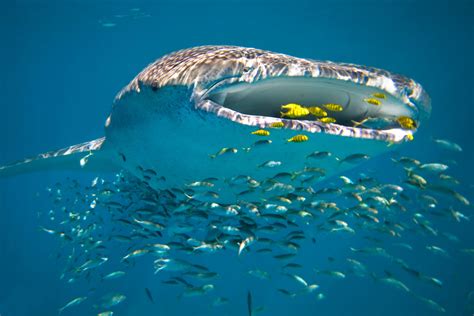Whale Shark Swimming At Ningaloo Reef Alquemie
