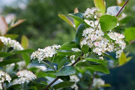 11 White Flowering Trees And Shrubs For Your Landscape White