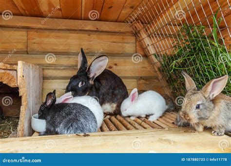 Many Different Small Feeding Rabbits On Animal Farm In Rabbit Hutch