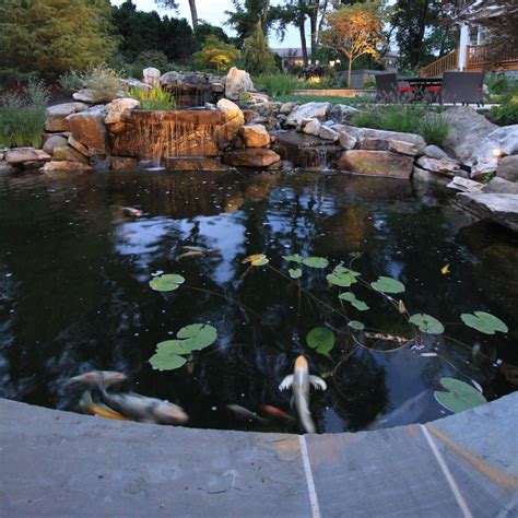Thanks to its beauty and increased popularity in the past century, koi fish can be found in the ponds throughout the world. The Essentials of Koi Pond Design & Maintenance in ...