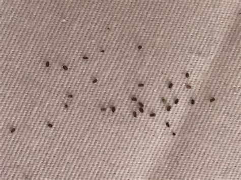 Are These Bed Bug Droppings Exterminators