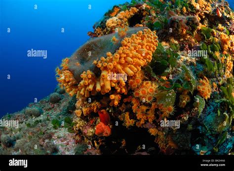 Yellow Sunset Cup Corals Leptopsammia Pruvoti Vis Island Adriatic Sea