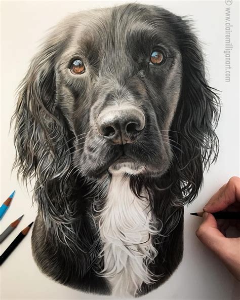 Dog Face Drawing Realistic ~ How To Draw A Realistic Dog Face Step By