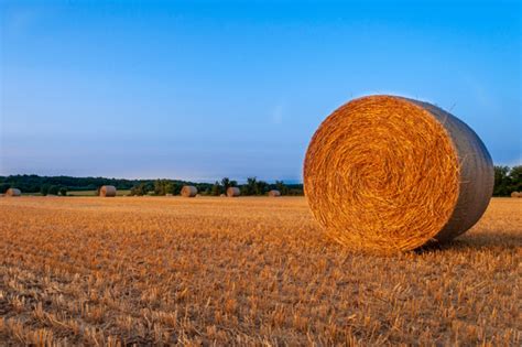 Whats The Difference Between Hay And Straw Sustainable Secure Food