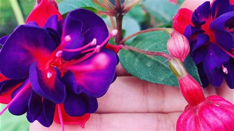 21 How To Grow Cuttings Of Fuchsia And Its Care Youtube