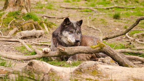 Download animated wallpaper, share & use by youself. Wolf In Nature | Wallpaper Drive
