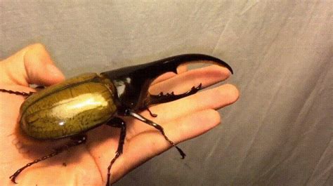 Classed As The Largest Beetle In The World Rhino Beetle Be The