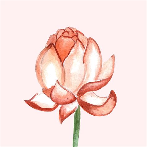 Download Rose Flower Bloom Royalty Free Stock Illustration Image Pixabay
