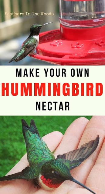 Follow these expert tips to attract hummingbirds. How to make hummingbird nectar | Hummingbird nectar ...