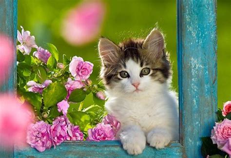 Free Download Best Cute Kitten Wallpaper No 9 Of 10 Hd Wallpapers For