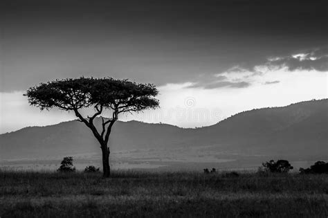 Acacia Tree Sunset Serengeti Africa Stock Images Download 593 Royalty