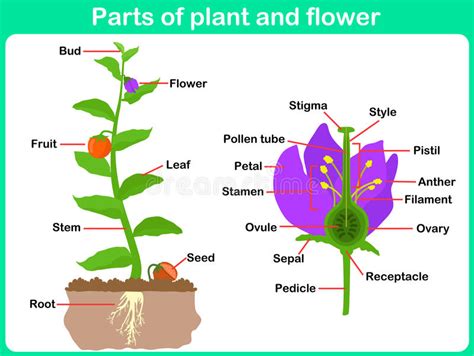 Called stamens, these reproductive organs are made up of two parts: Leaning Parts Of Plant And Flower For Kids Stock Vector ...