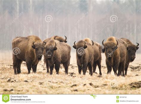 European Bisons stock photo. Image of bison, germany ...