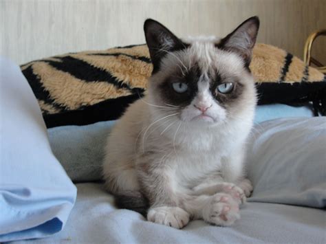 Grumpy Cat Owner Awarded More Than 700000 Us In