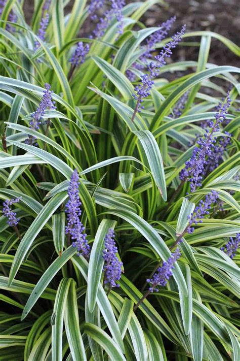Liriope Variegated Lilyturf Best Plants For Shade Landscaping With