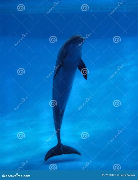 Dolphin In Aquarium Royalty Free Stock Photo Image 7011075