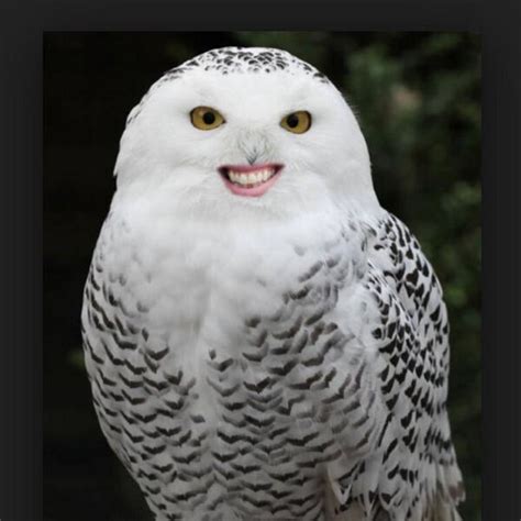 Four young men mistake their lives for a movie and attempt one of the most audacious heists in u.s. These 15 Animals With Human Teeth Are Hideous And ...